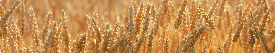 Bacillus Thuringiensis(B.T.)